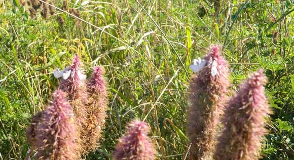 Image of <i>Coleus kirkii</i>