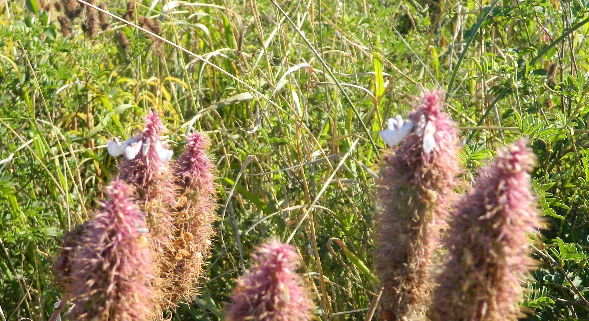 Image of <i>Coleus kirkii</i>