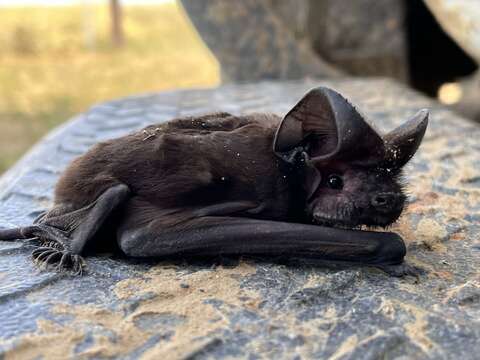 Image of White-striped Free-tailed Bat