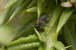 Слика од Phytoecia (Helladia) humeralis (Waltl 1838)