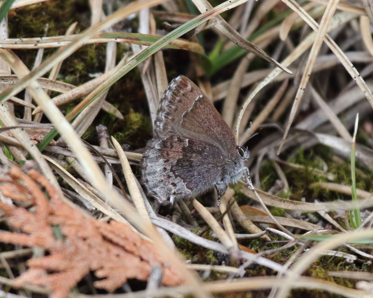 Plancia ëd Callophrys polios (Cook & Watson 1907)