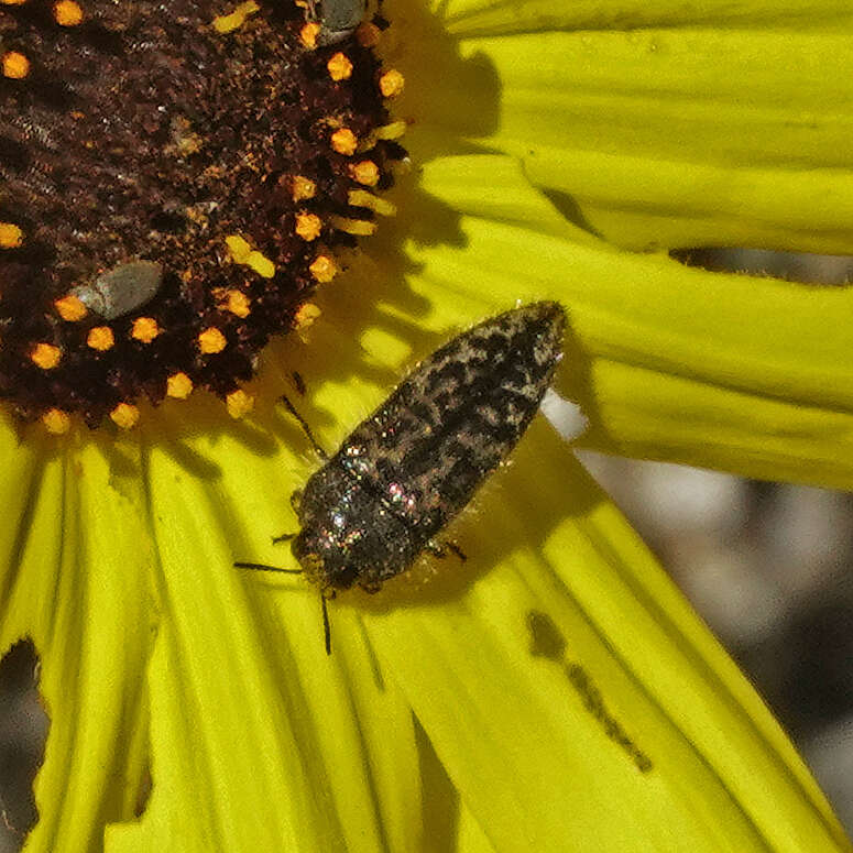 Image of Acmaeodera labyrinthica Fall 1899