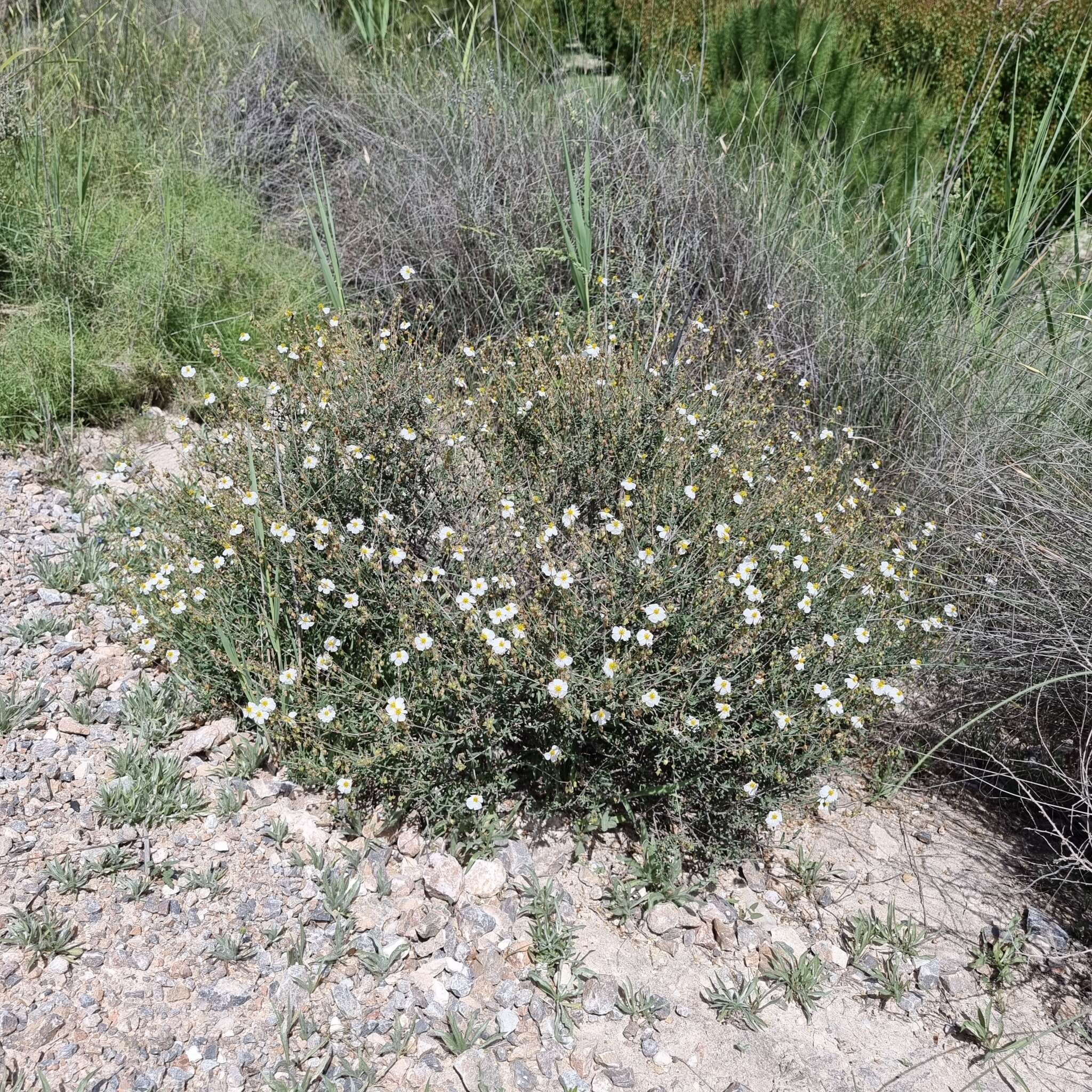 Image of Helianthemum almeriense Pau