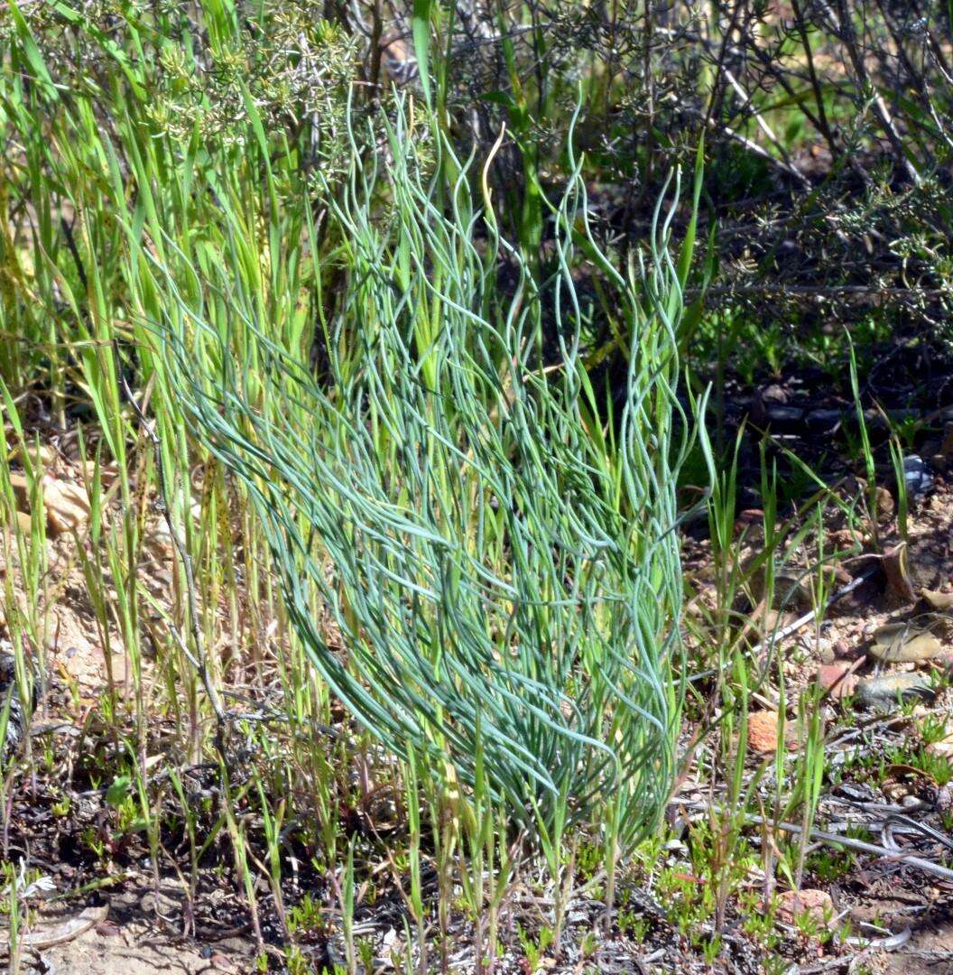 Image of Gethyllis campanulata L. Bolus