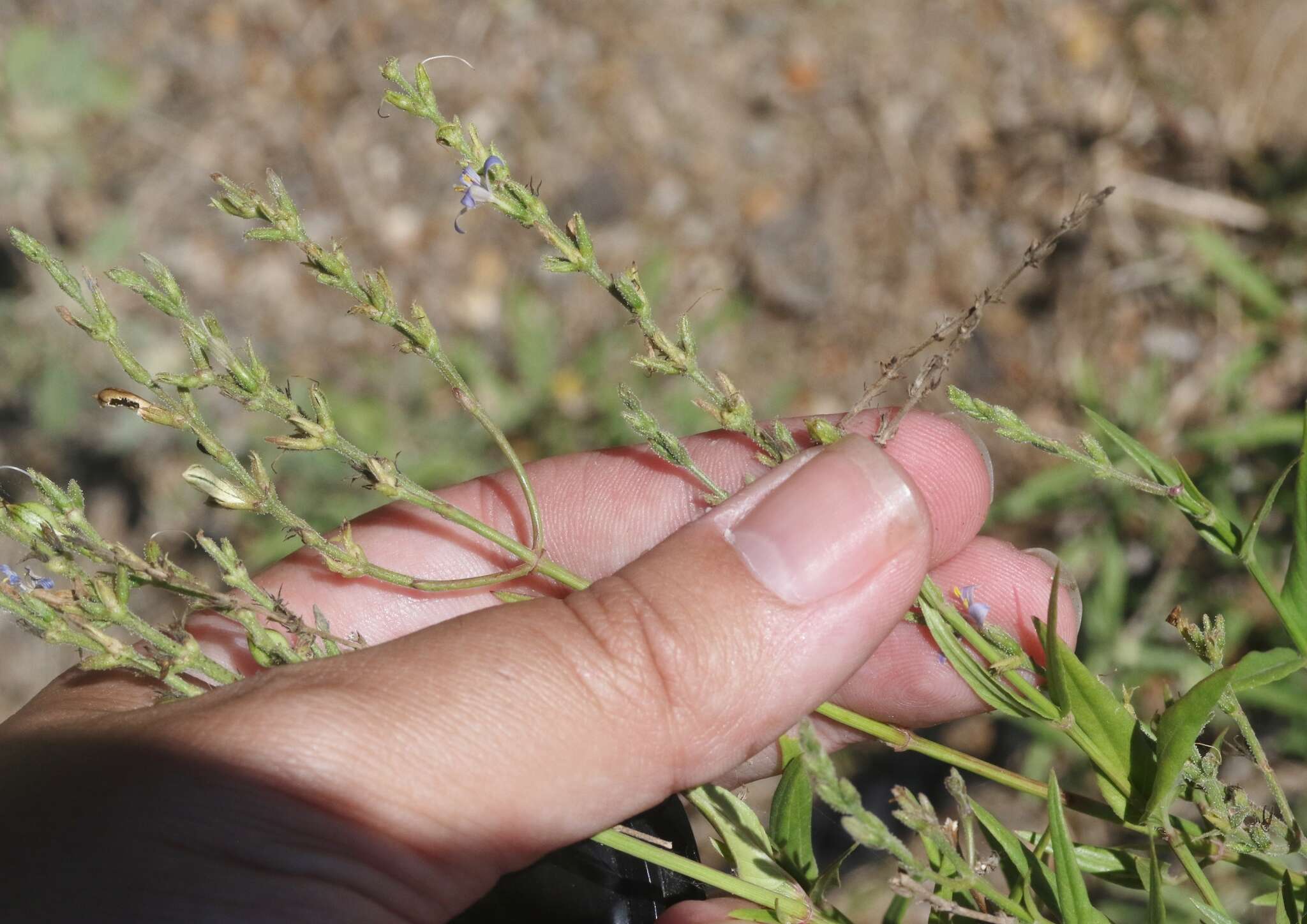 Image of smallflower wrightwort