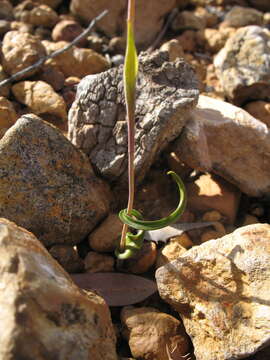 Image of Thelymitra speciosa Jeanes