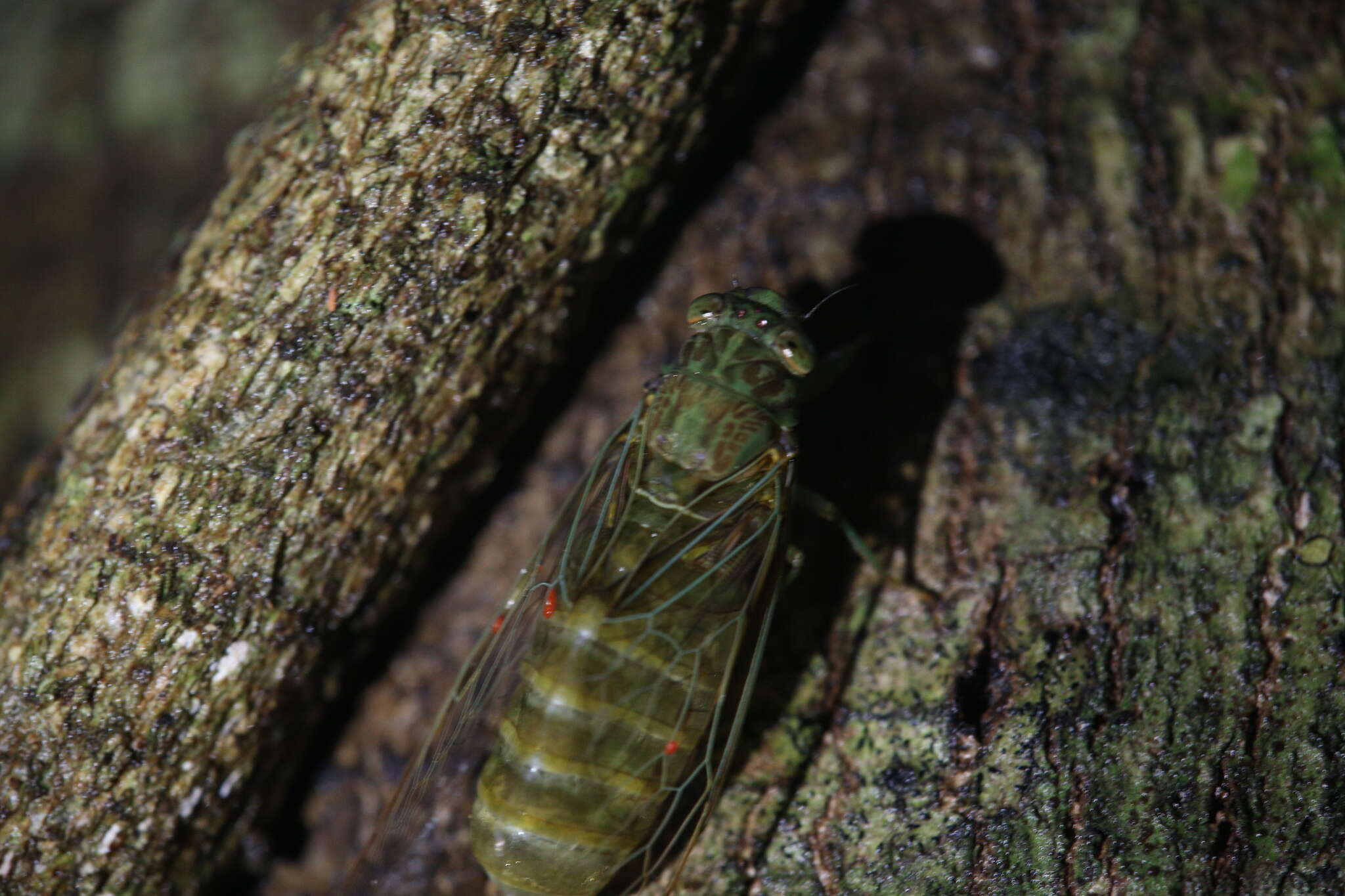 Image of Chlorocysta suffusa (Distant 1907)