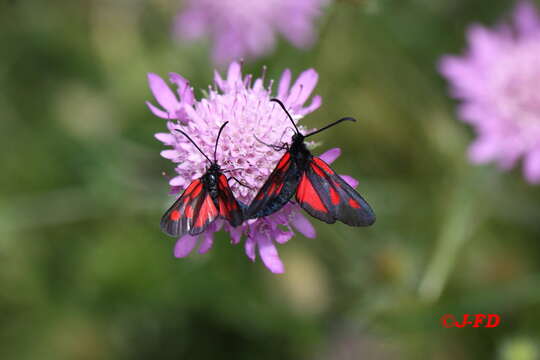 Plancia ëd <i>Zygaena romeo</i>