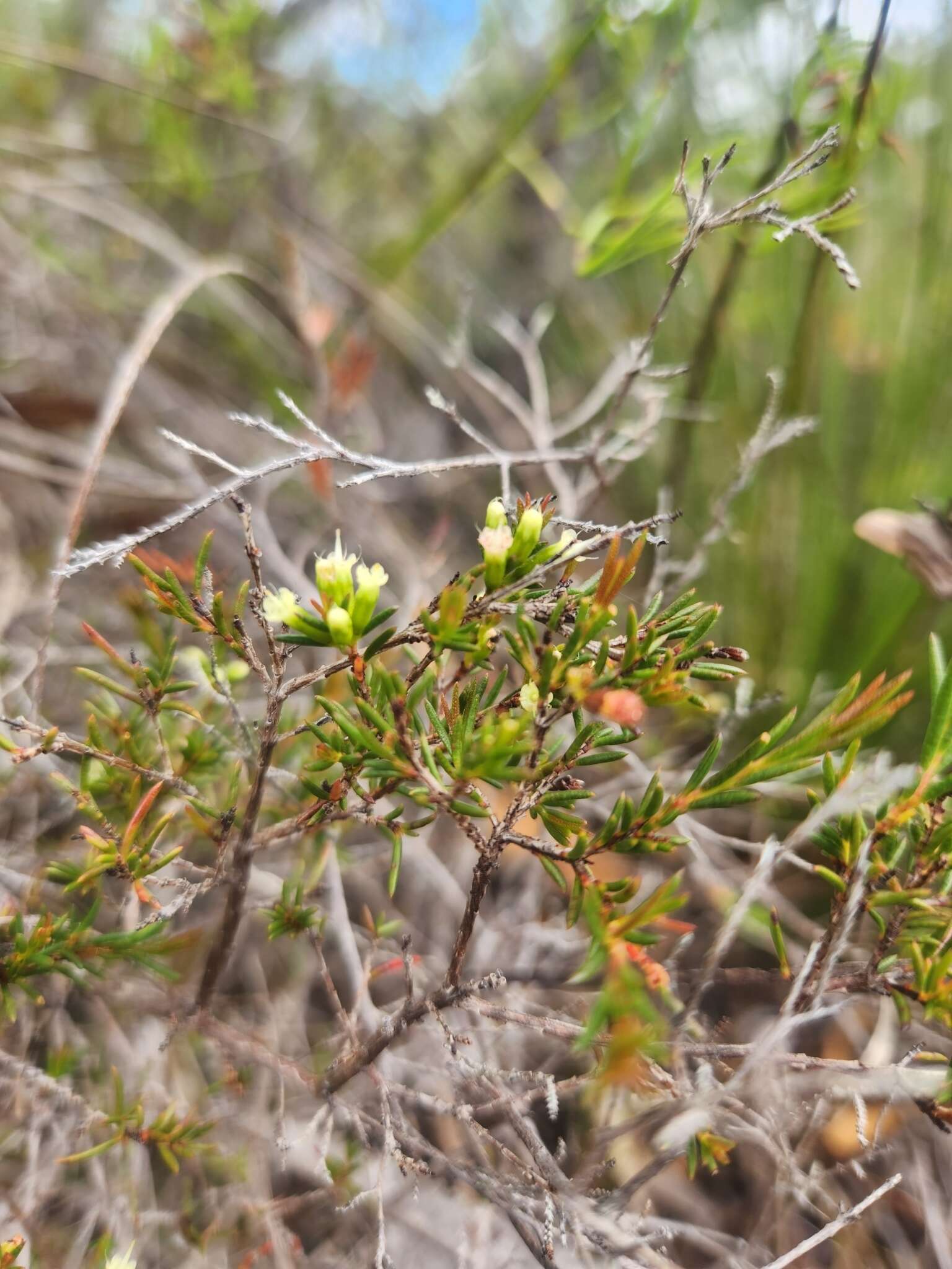 Homoranthus virgatus A. Cunn. ex Schau.的圖片