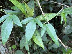 Image of Passiflora flexipes Triana & Planch.