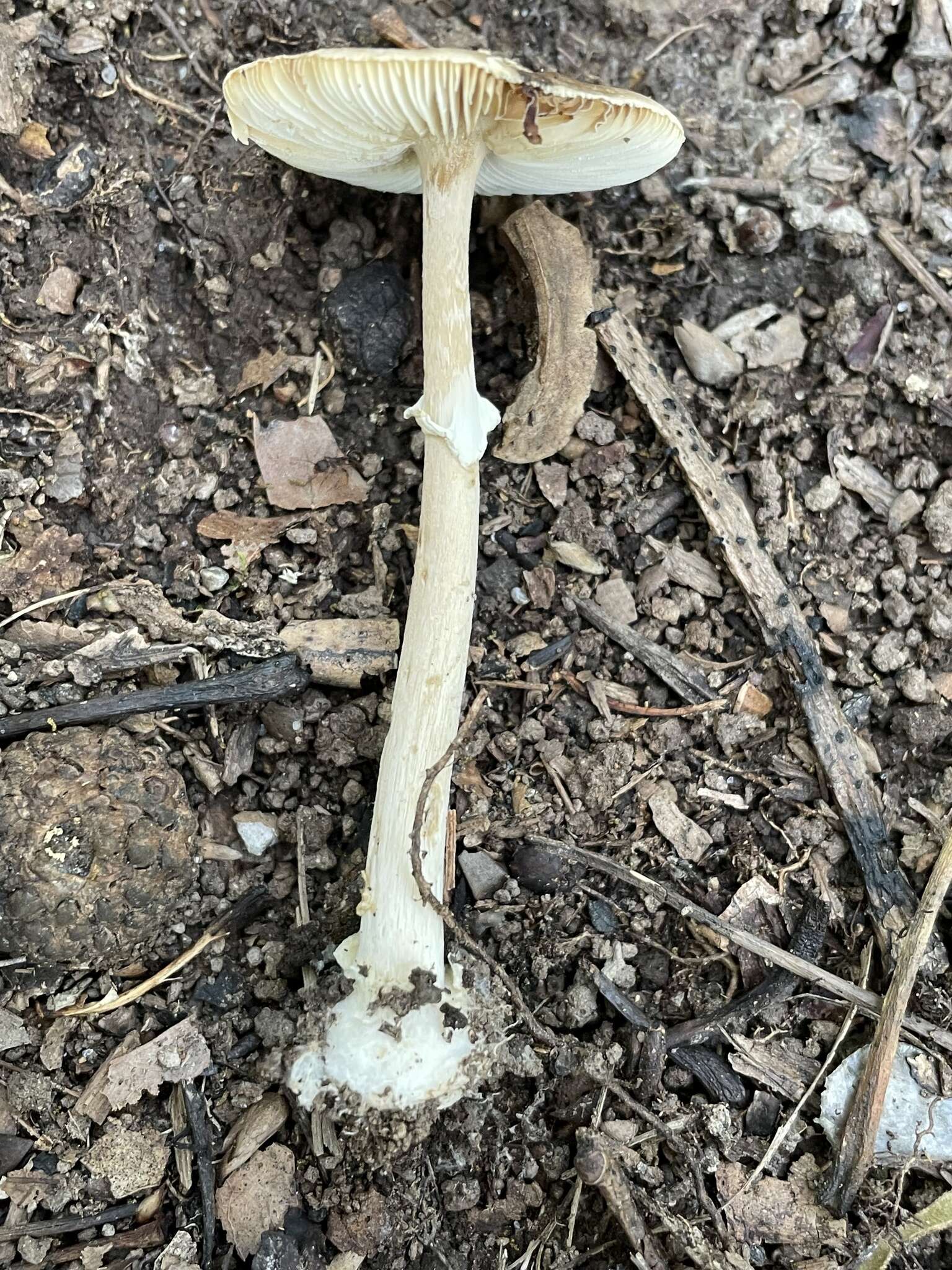 Image of Amanita solaniolens H. L. Stewart & Grund 1974