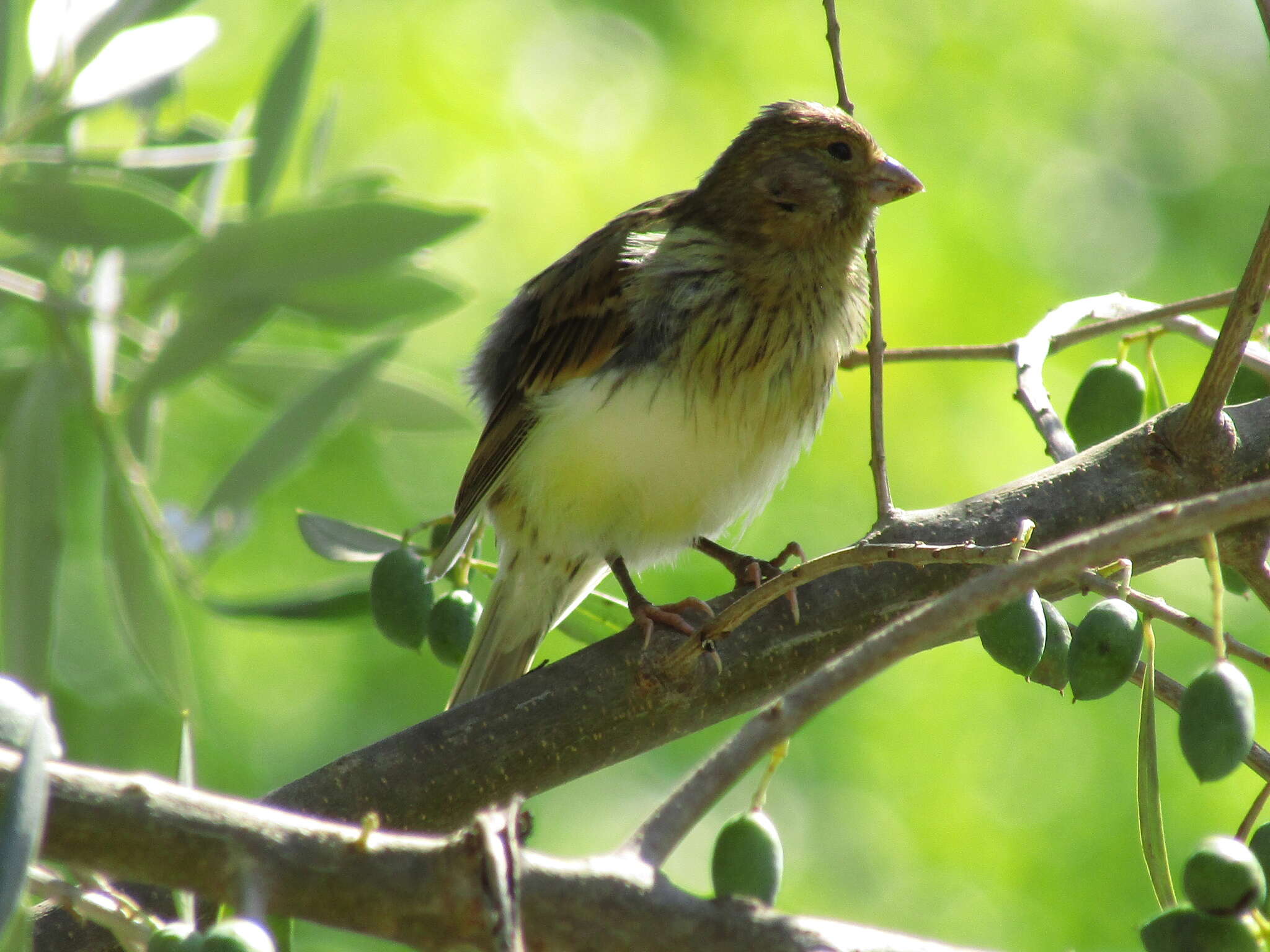 Image of Serinus canaria domestica