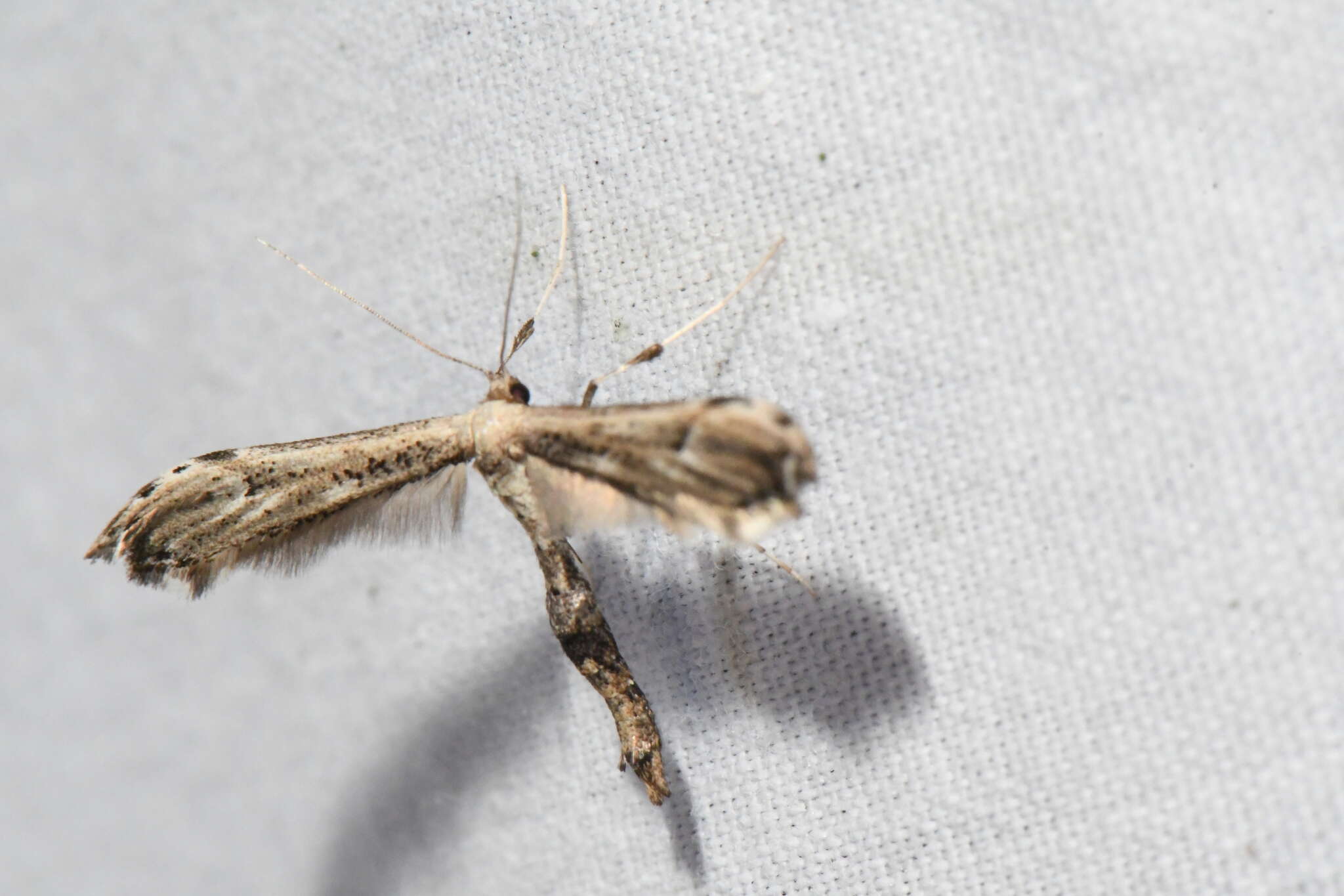 Image of Eupatorium Plume Moth