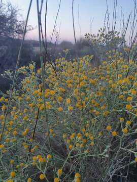 Image of Achillea fragrantissima (Forsk.) Sch. Bip.