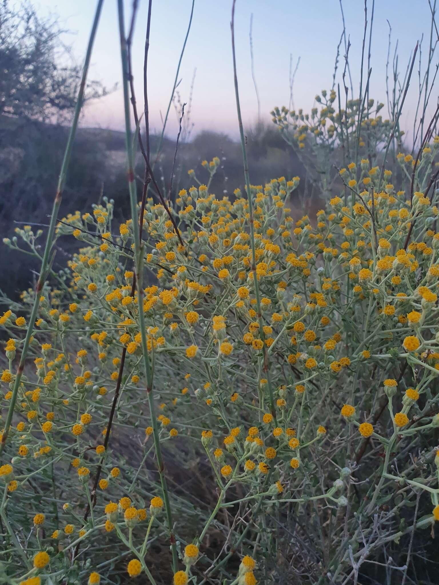 Sivun Achillea fragrantissima (Forsk.) Sch. Bip. kuva