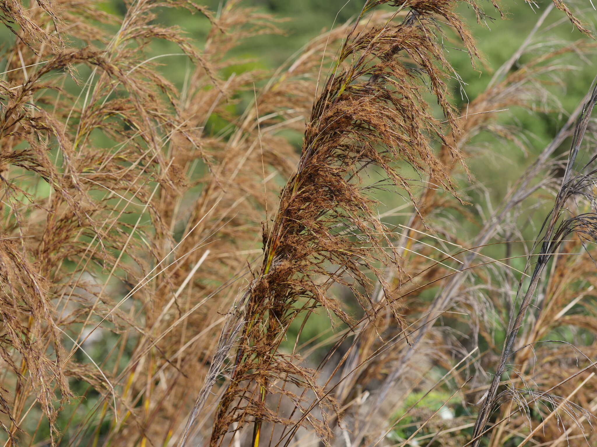 Imagem de Gahnia setifolia (A. Rich.) Hook. fil.