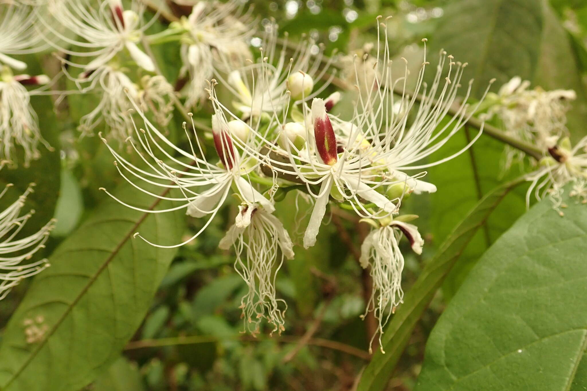 Слика од Capparis micracantha DC.