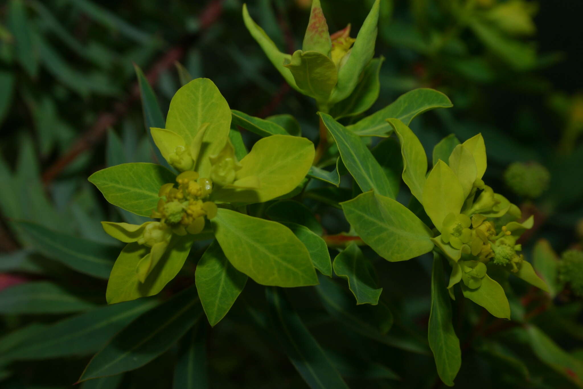 Sivun Euphorbia bivonae subsp. bivonae kuva