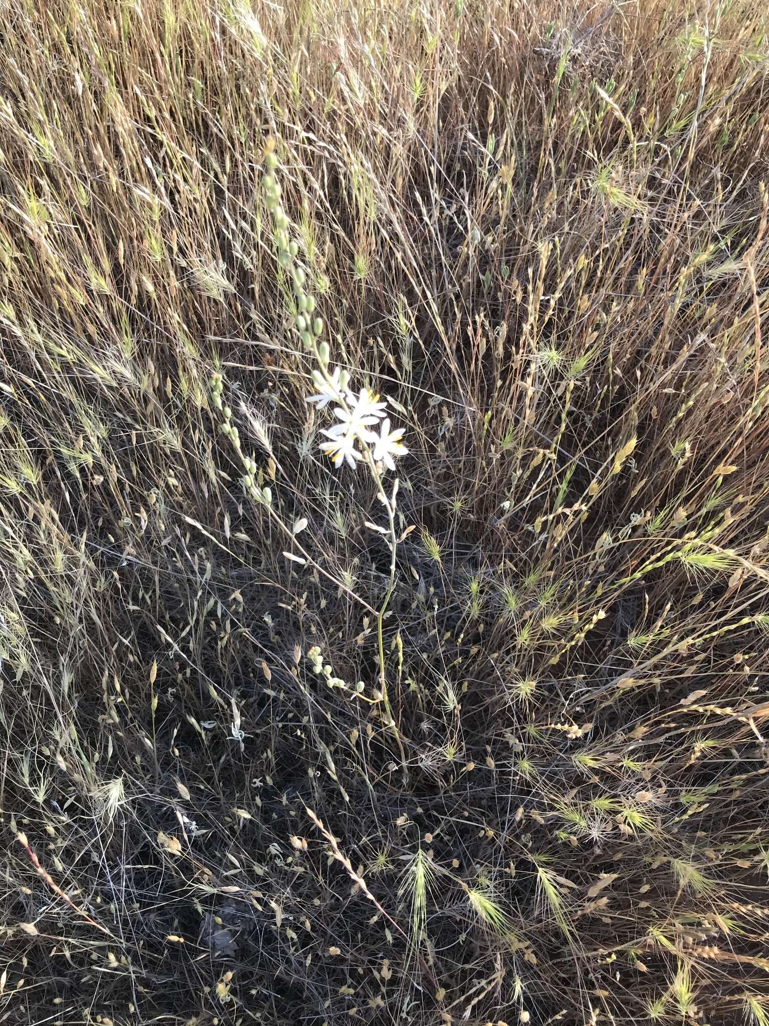 Image of narrowleaf soap plant