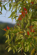 Image of Dendrophthoe curvata (Bl.) Bl.