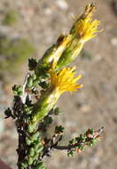 Imagem de Pteronia glomerata L. fil.