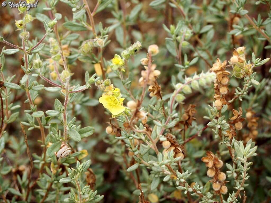 Image of Helianthemum stipulatum (Forsk.) C. Chr.