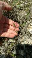 Image of splitleaf gilia