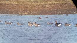 Image of Taiga Bean Goose