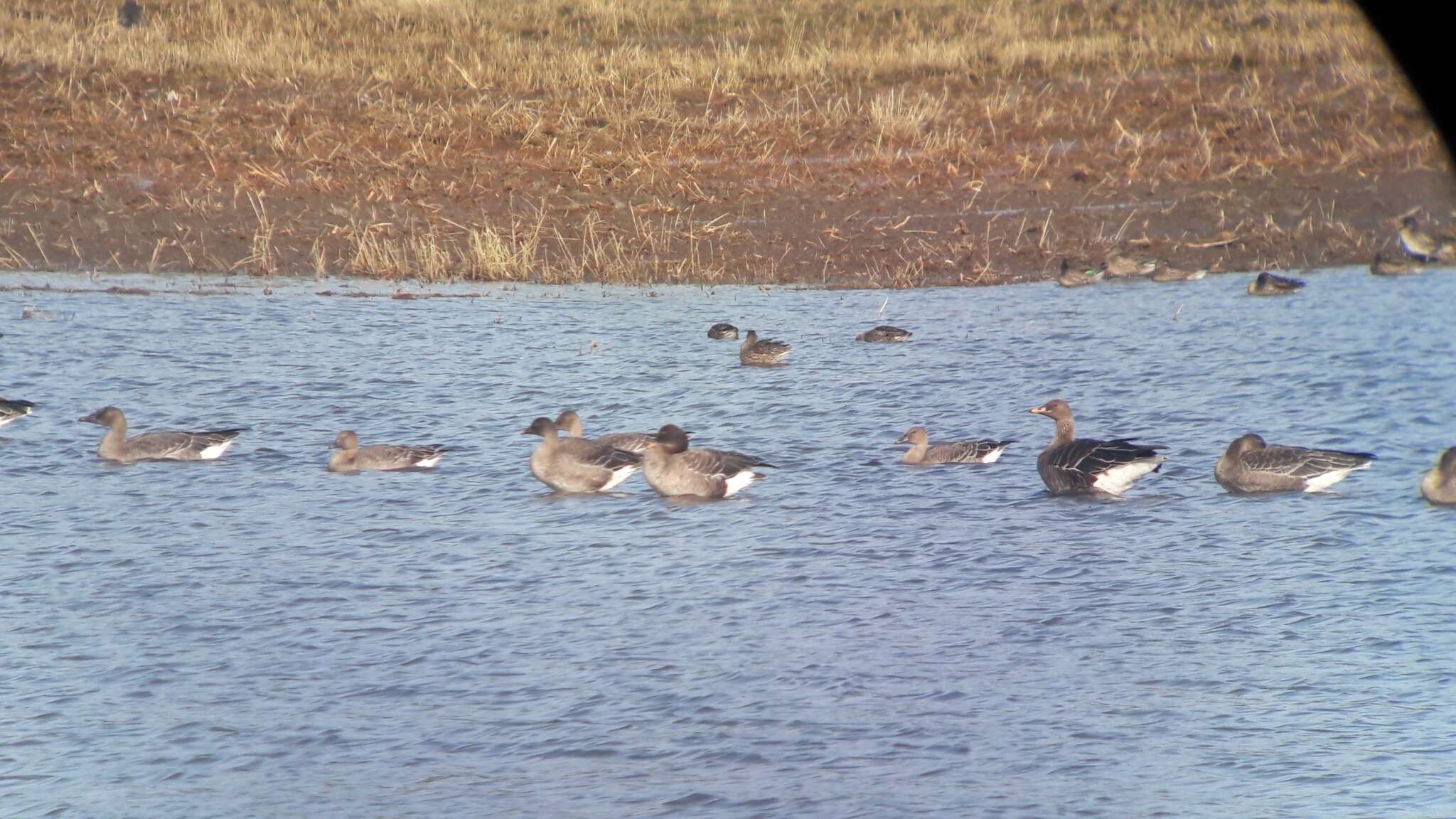 Image of Taiga Bean Goose