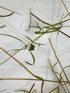 Image of leafy pondweed