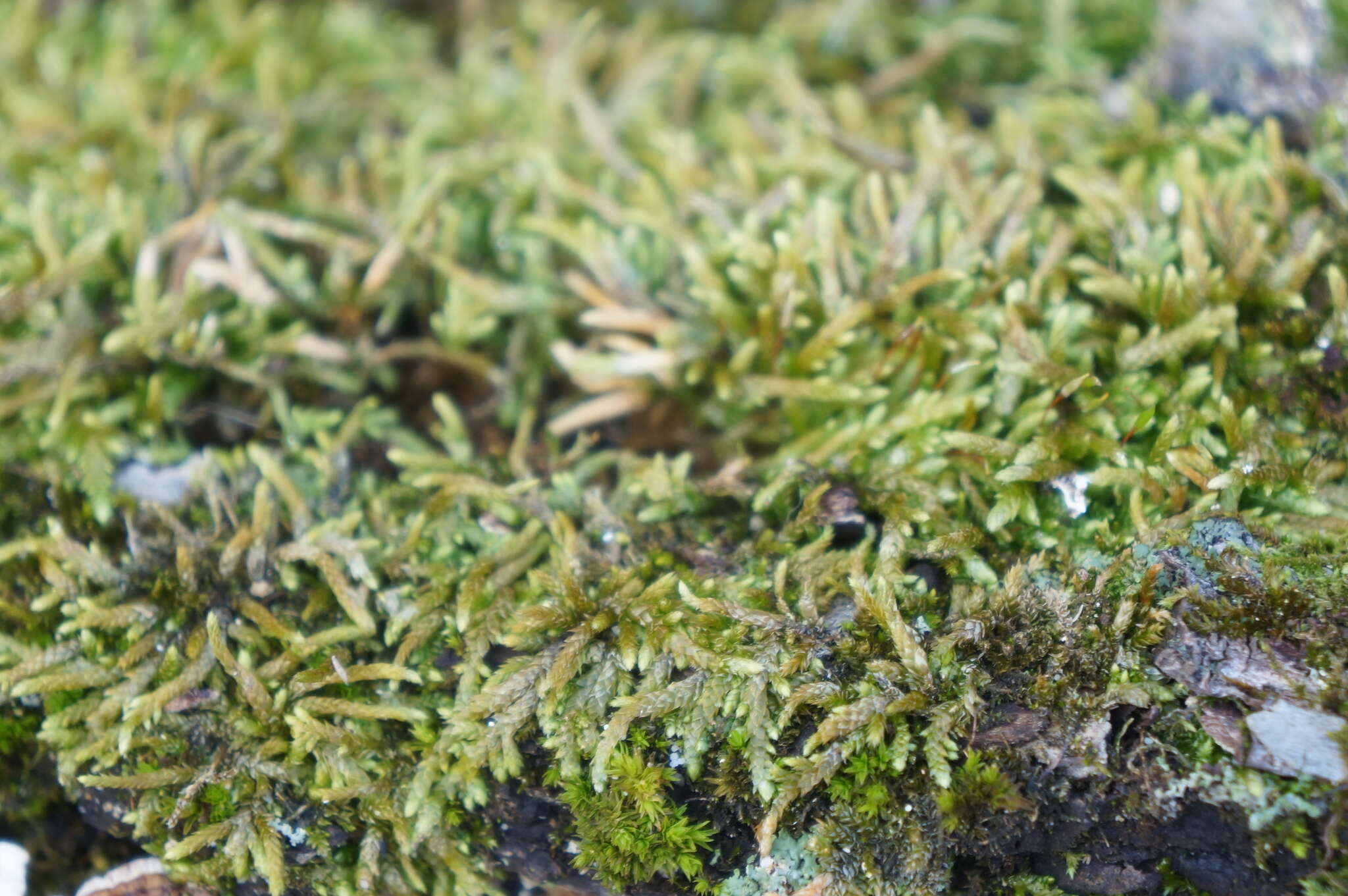 Image of seductive entodon moss