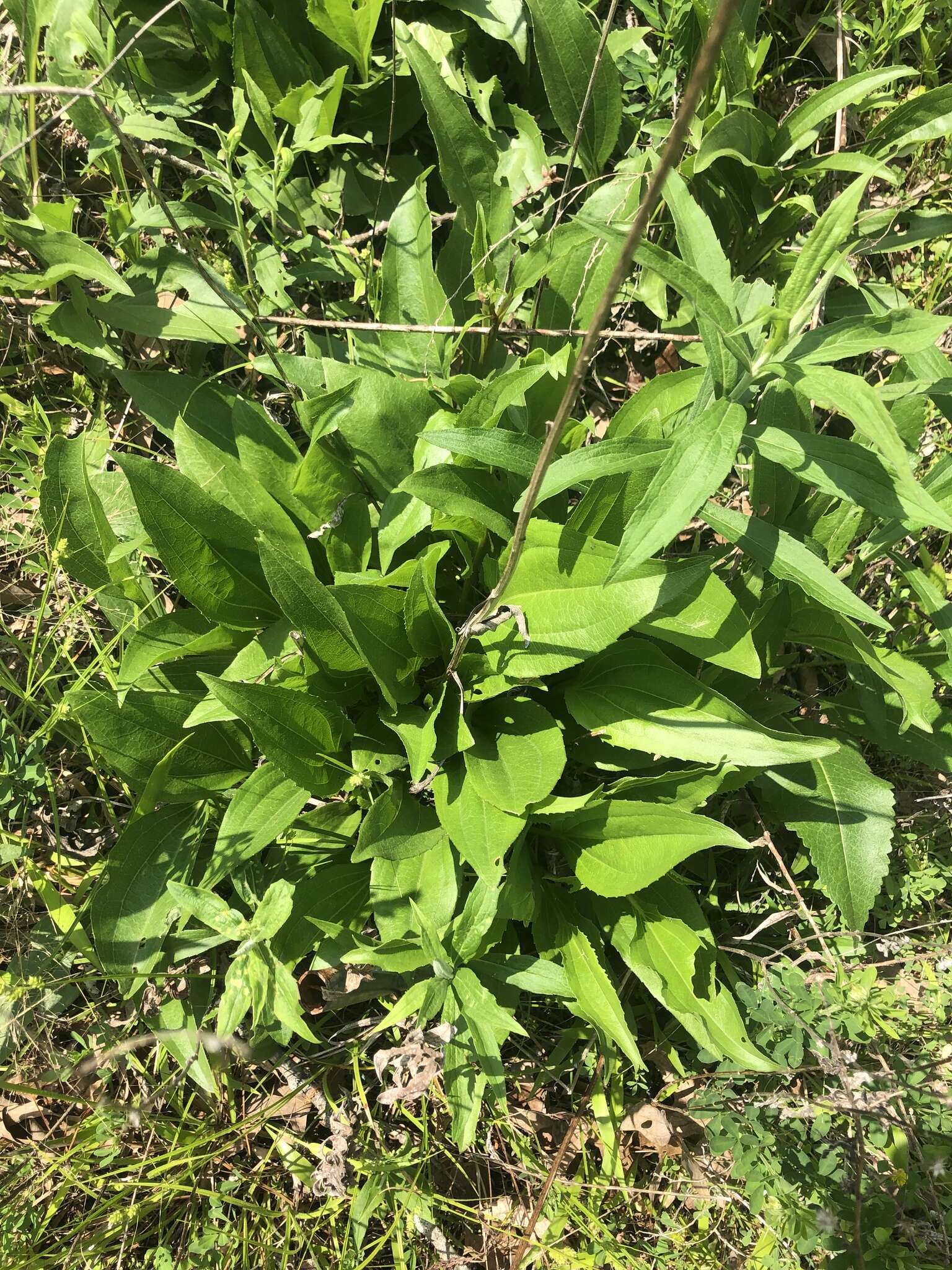 Imagem de Echinacea laevigata (C. L. Boynt. & Beadle) Blake