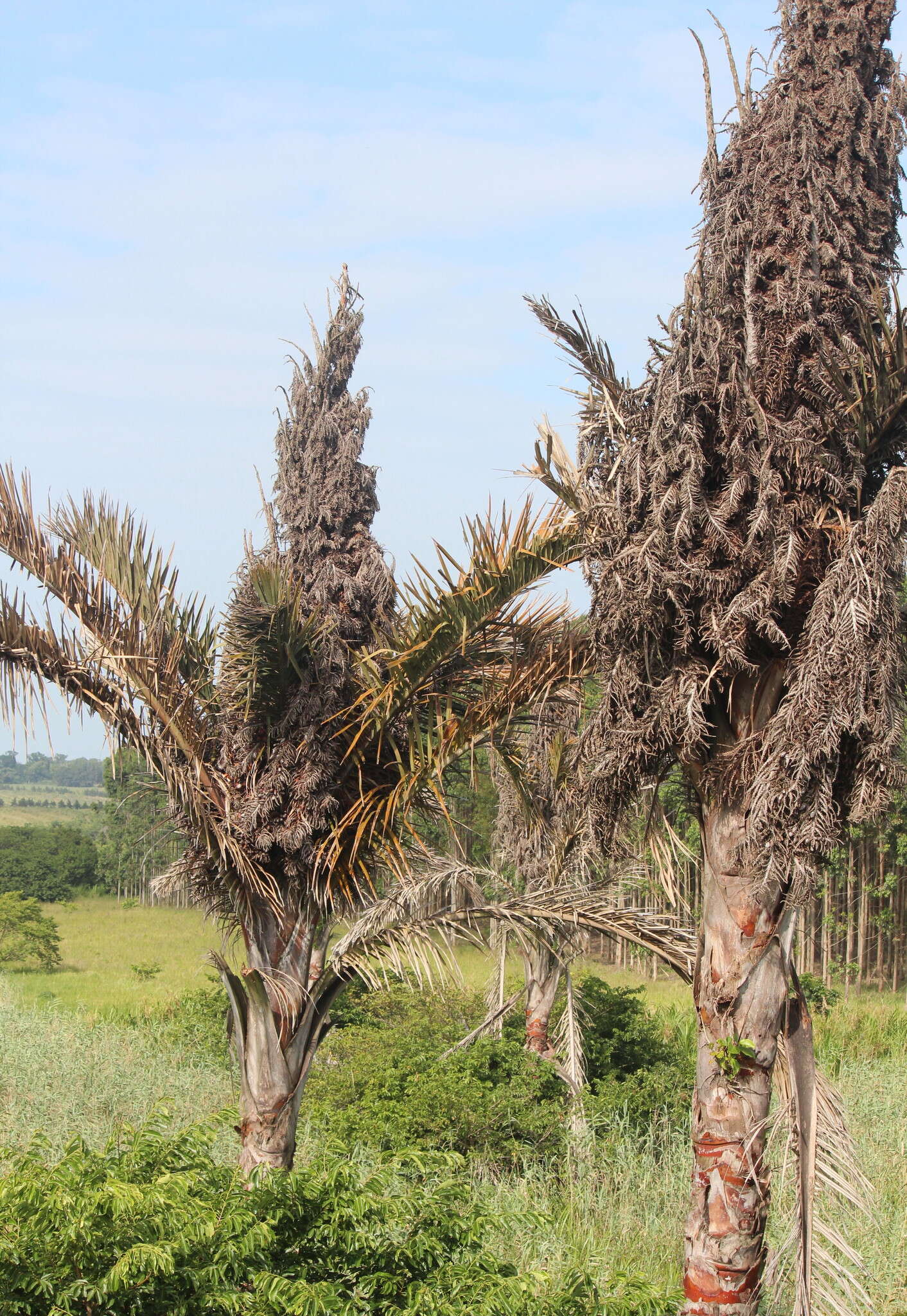 Image of Giant Palm