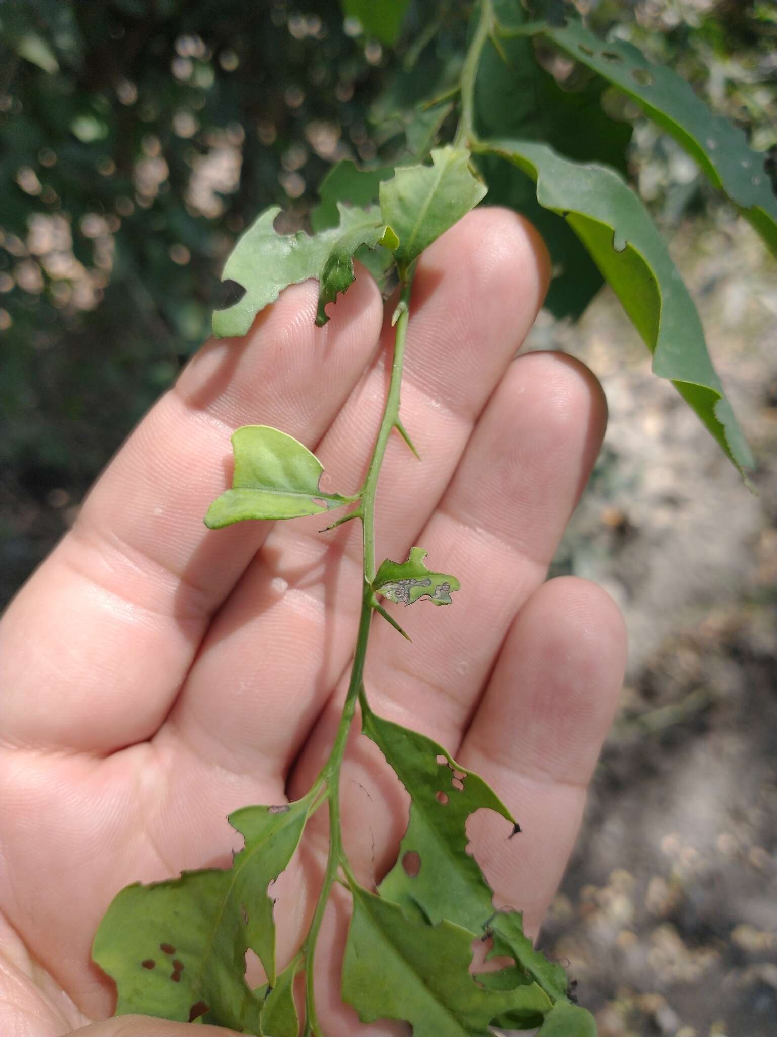 Image de Achatocarpus nigricans Triana