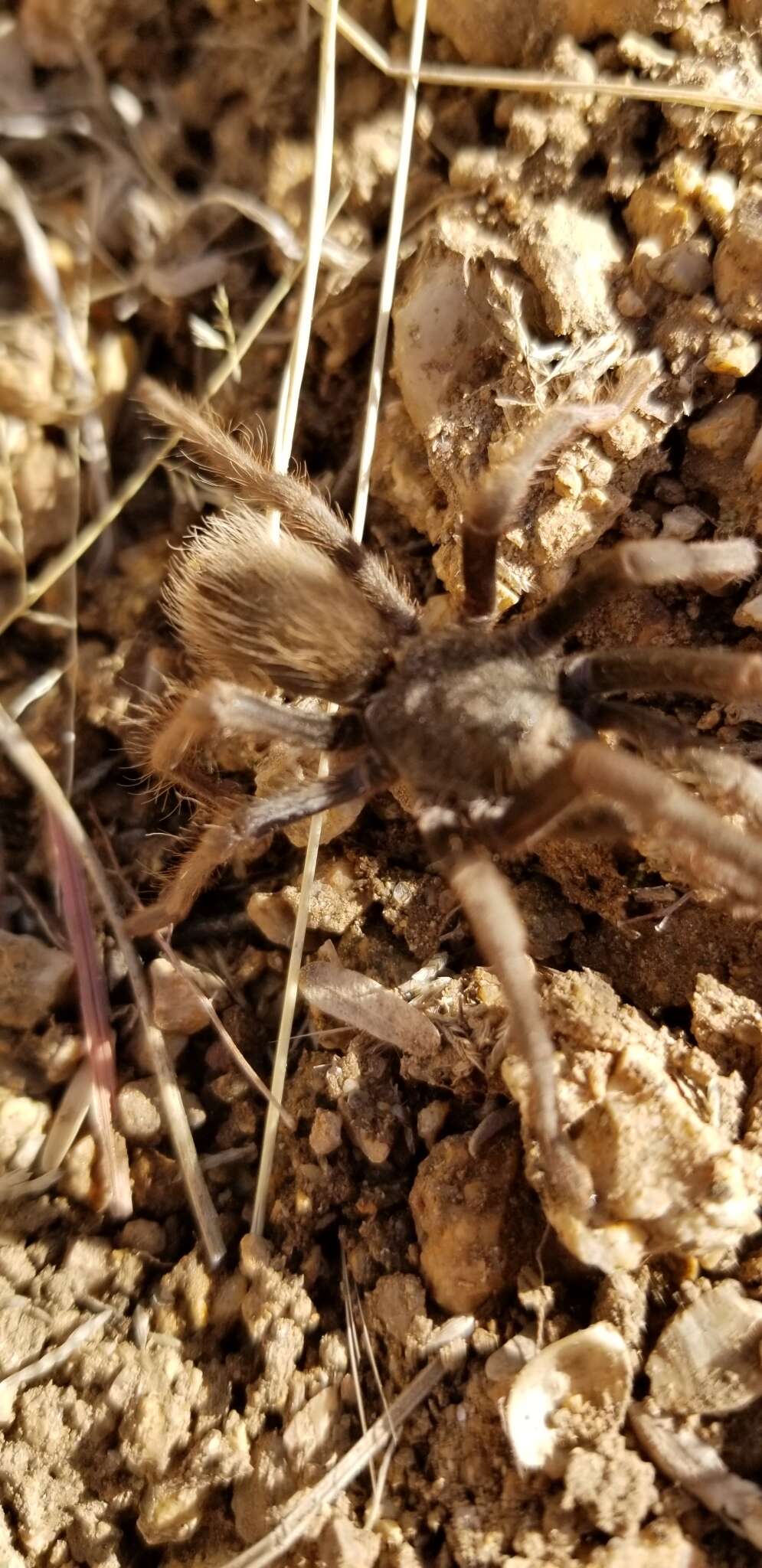 Image of Aphonopelma saguaro Hamilton 2016