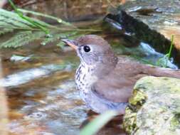 Image of Gray-cheeked Thrush