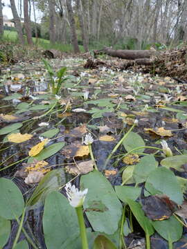 Image of Cape pondweed