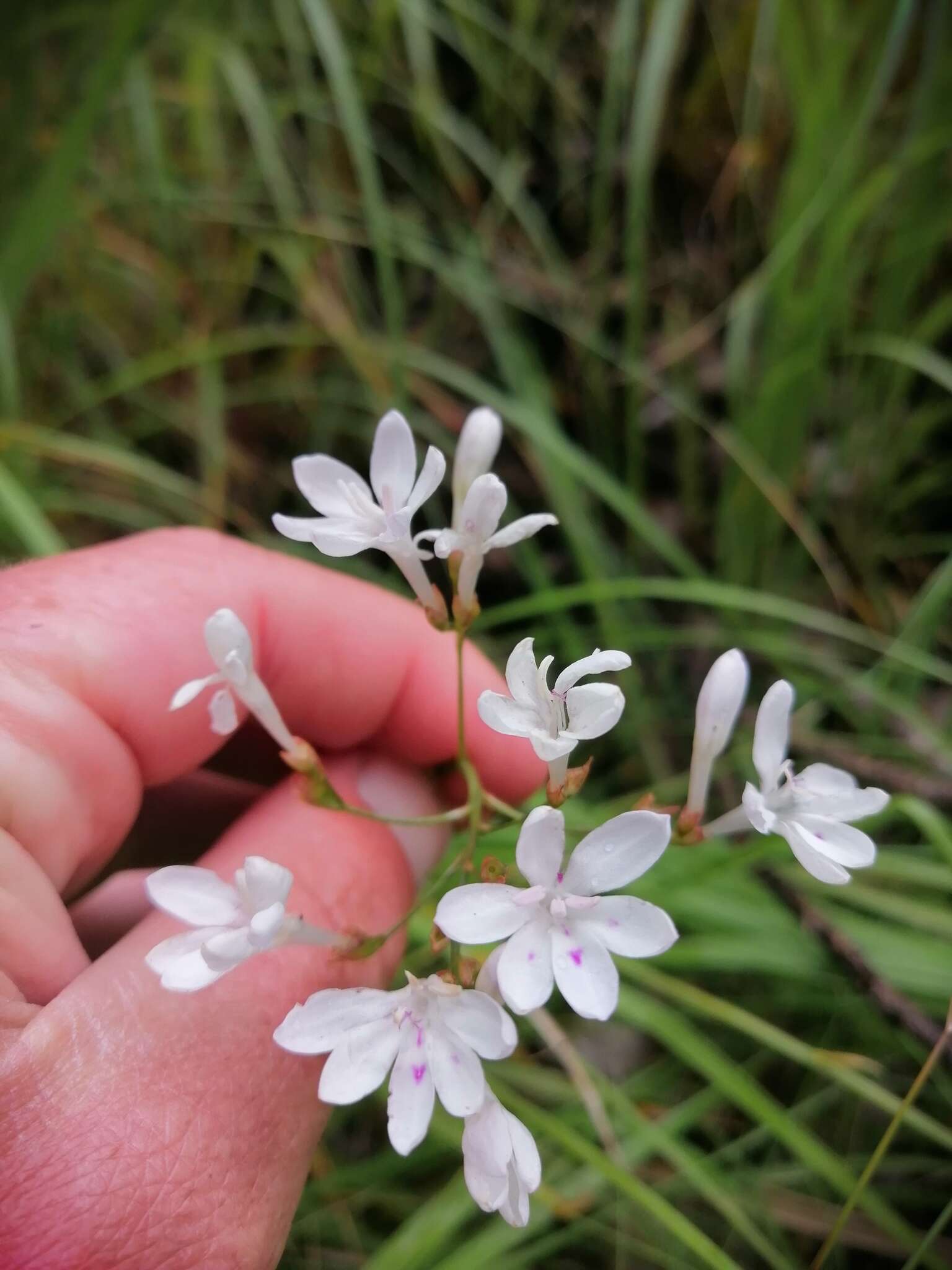 Image of Schizorhiza neglecta (Goldblatt) Goldblatt & J. C. Manning