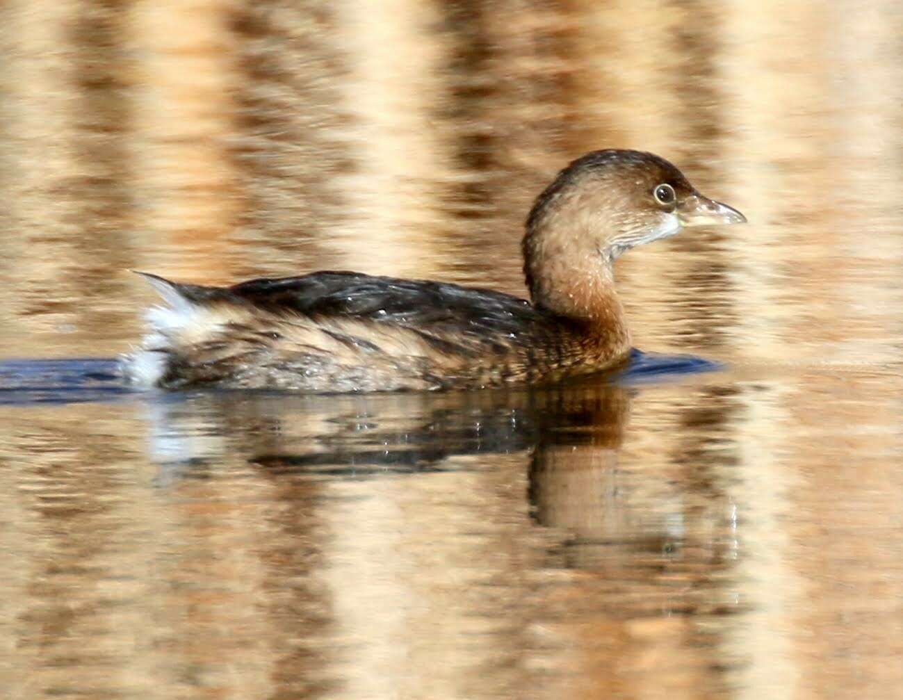 Imagem de Podilymbus podiceps podiceps (Linnaeus 1758)