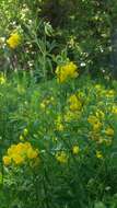 Слика од Lathyrus pratensis L.