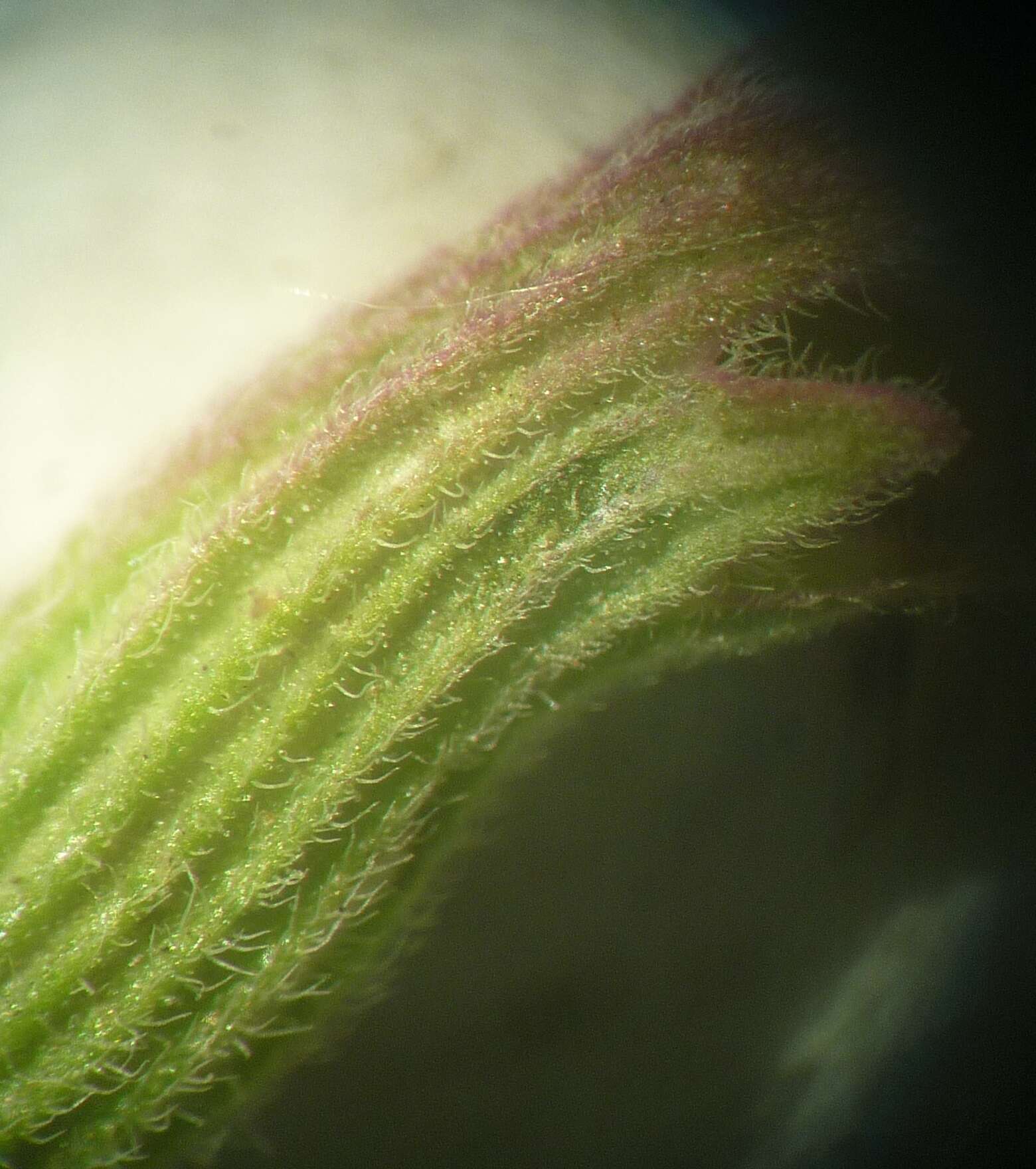 Image of Caucasus catmint