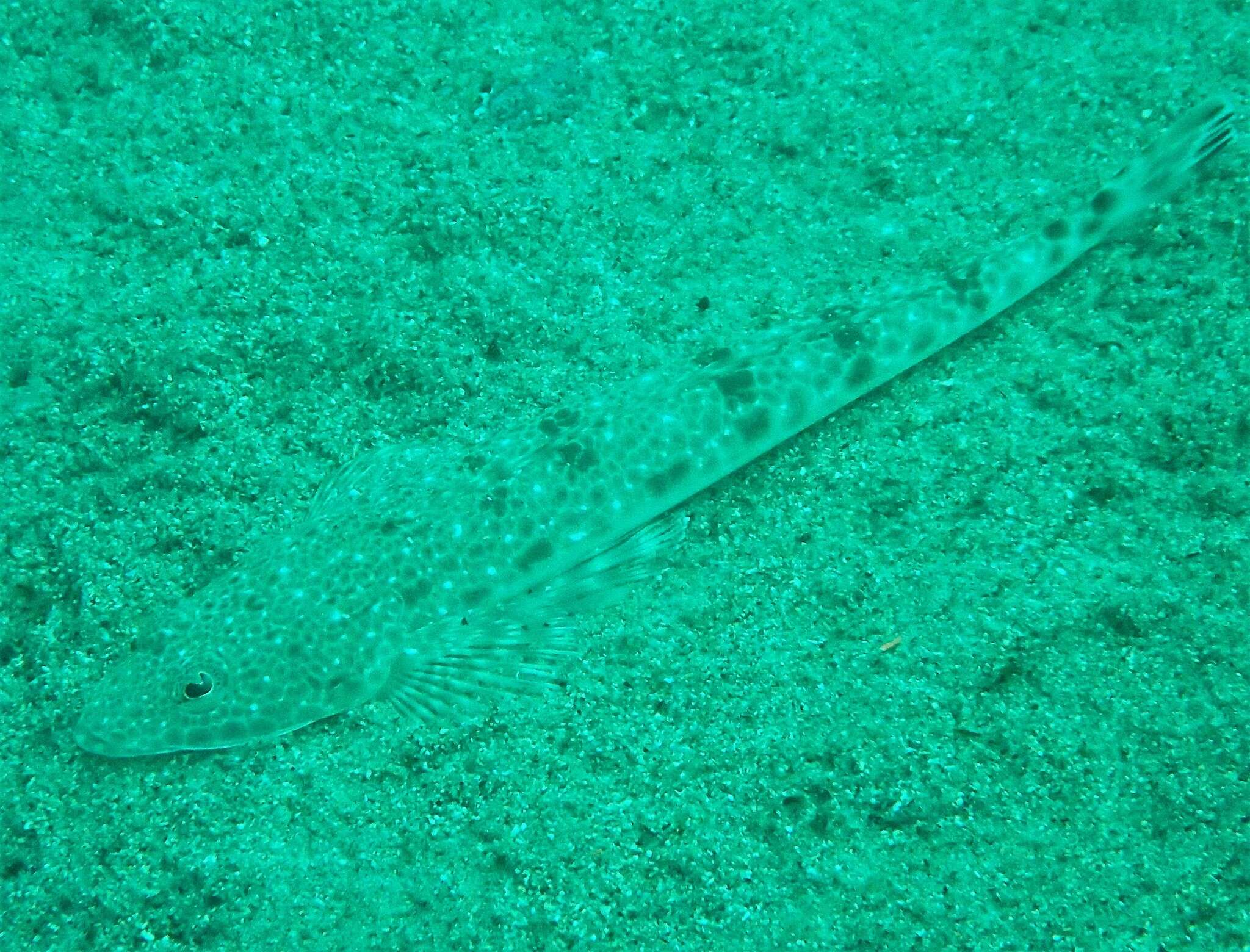 Image of Blue-spotted flathead