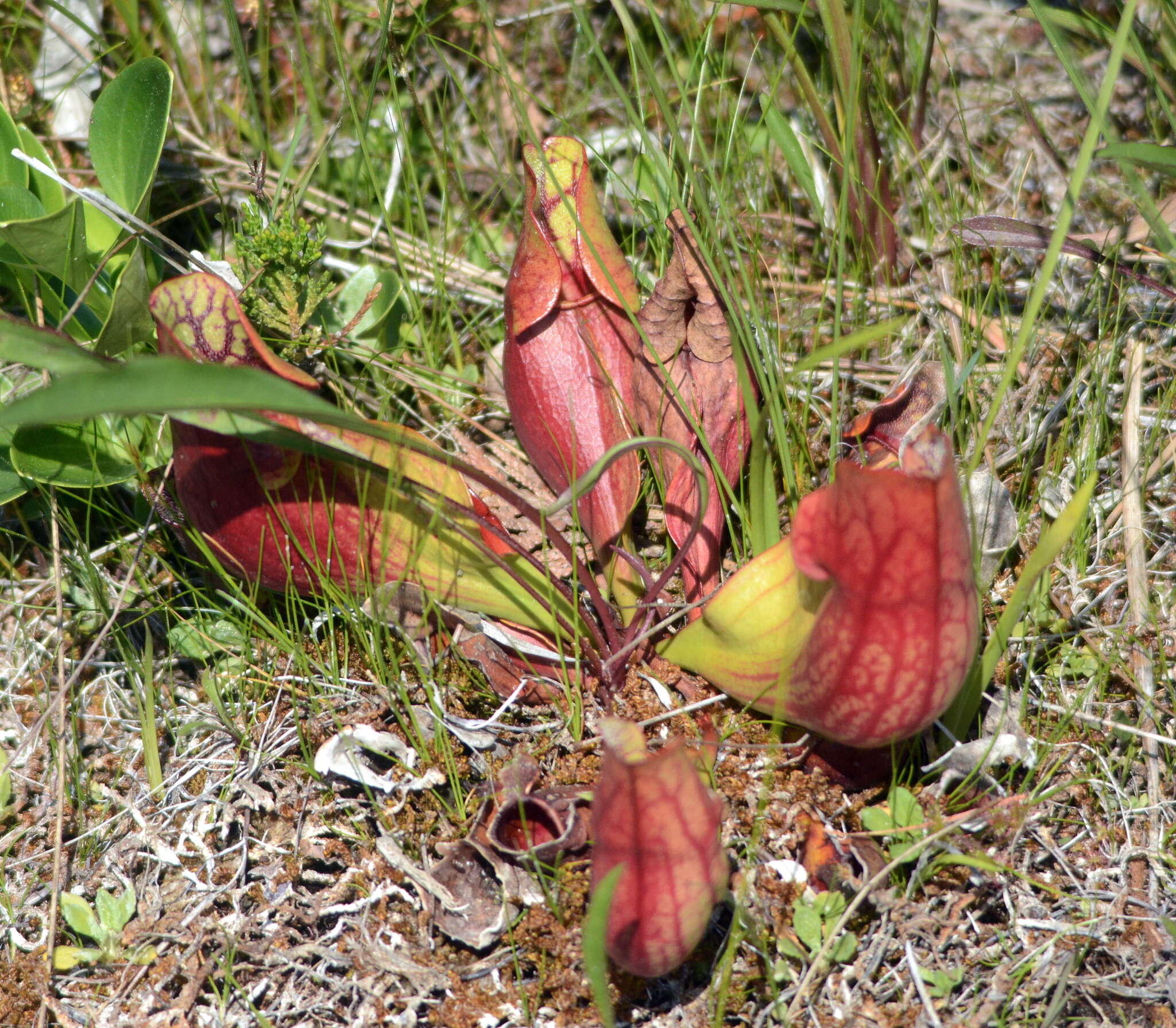 Image of southern purple pitcherplant