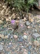 Plancia ëd Astragalus laguroides Pall.