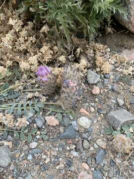 Image of Astragalus laguroides Pall.