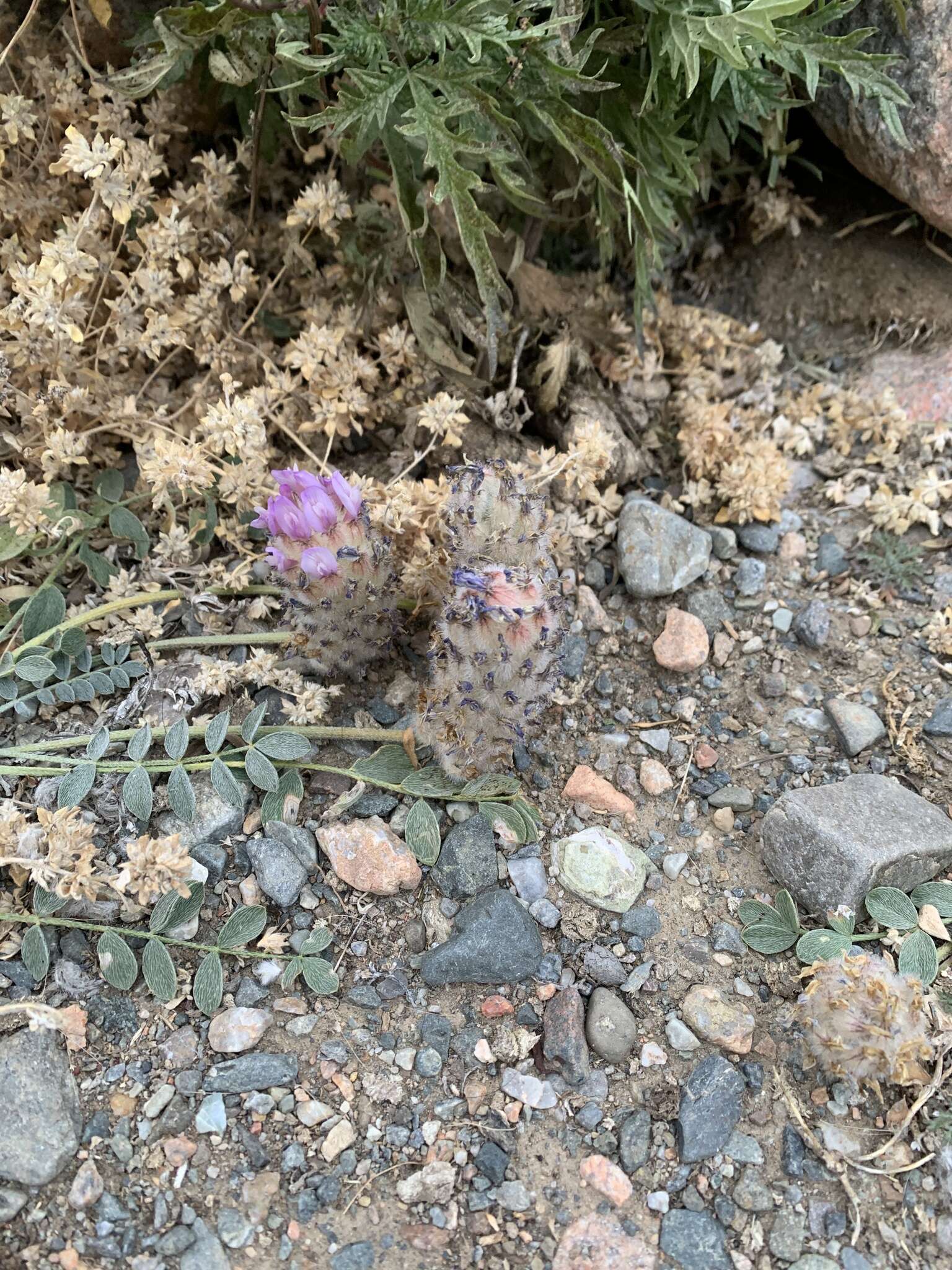 Plancia ëd Astragalus laguroides Pall.