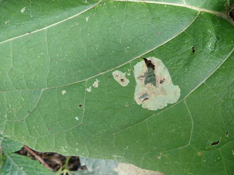 Image of Calycomyza flavinotum Frick 1956