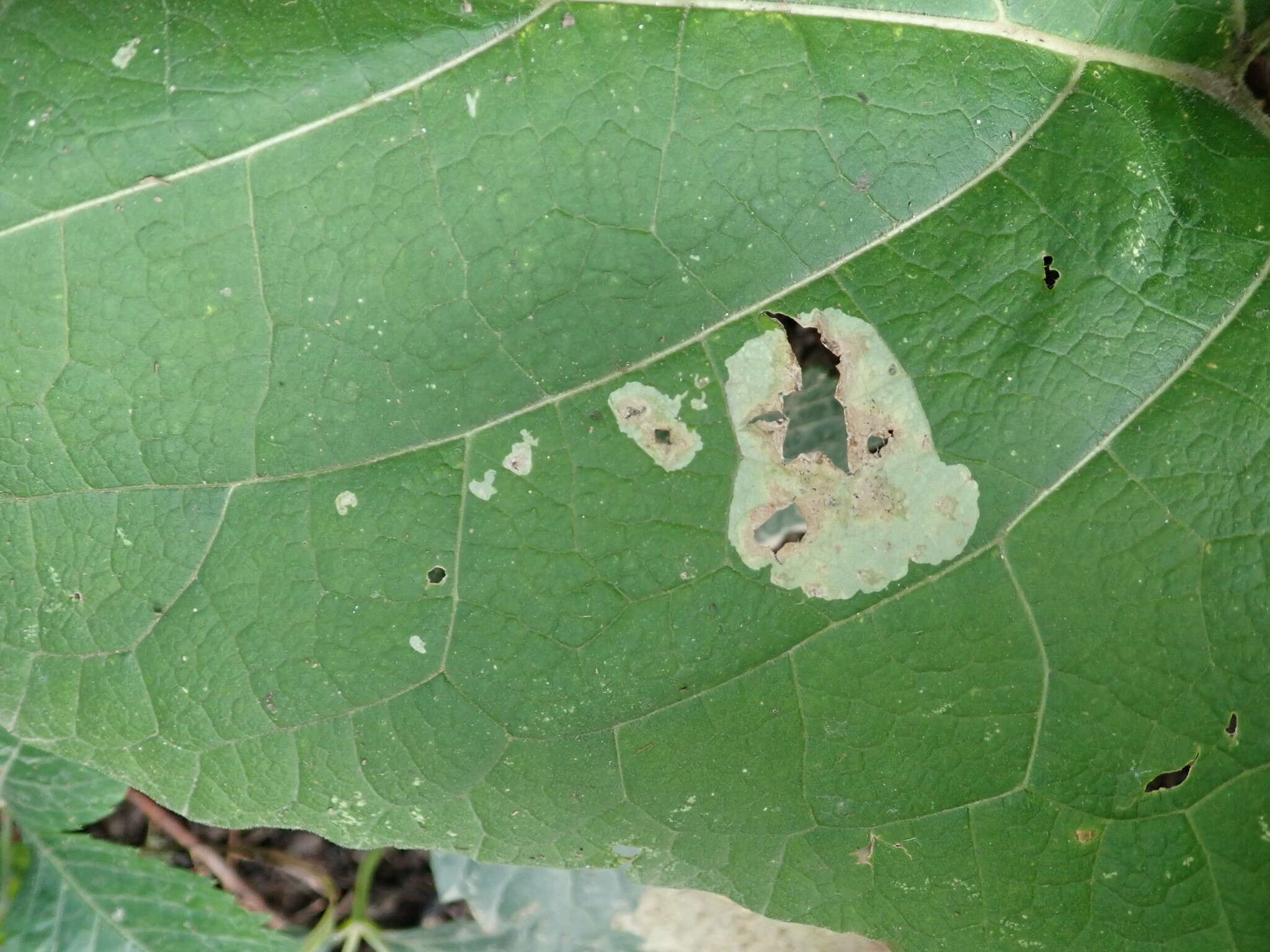 Imagem de Calycomyza flavinotum Frick 1956