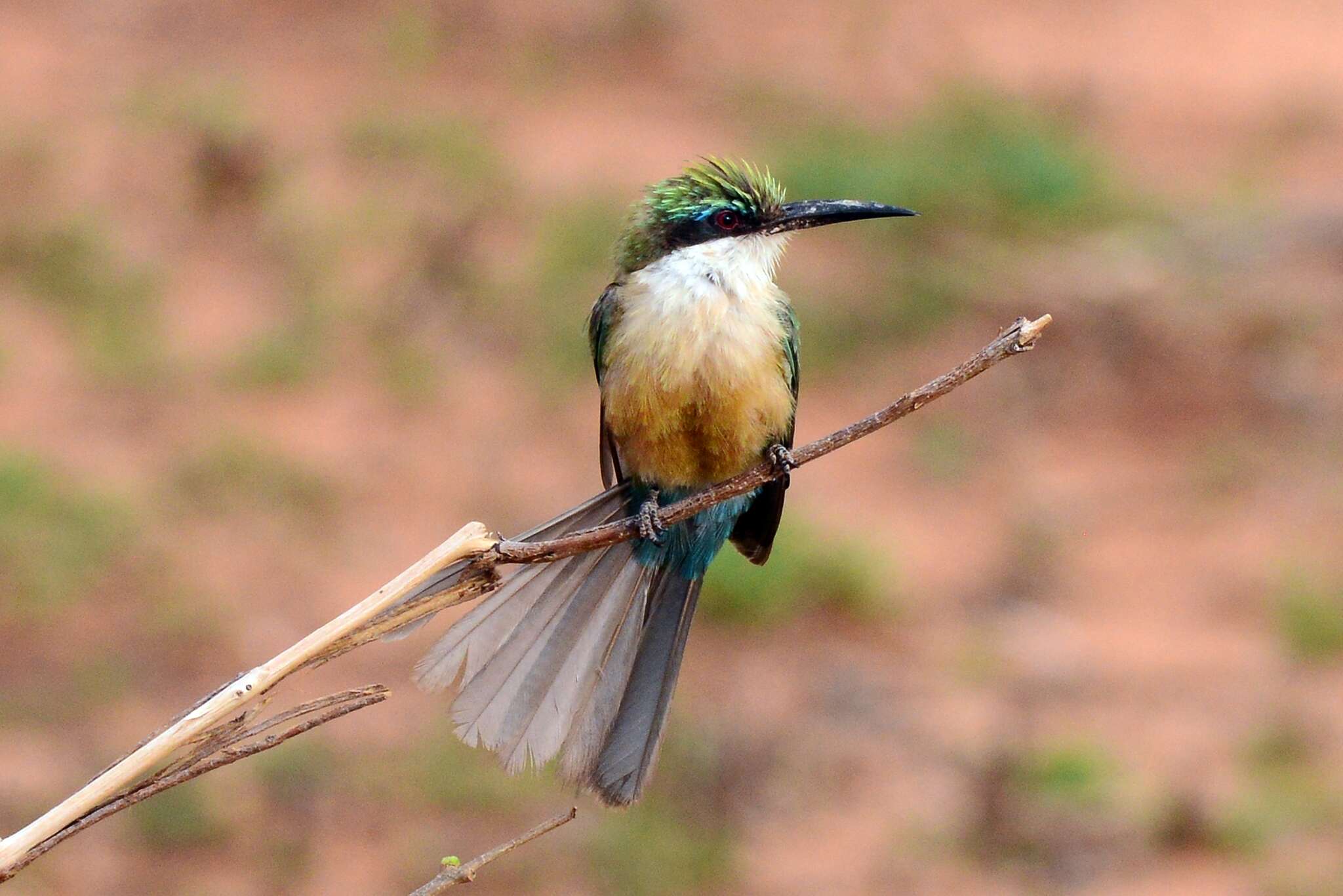 Image of Somali Bee-eater