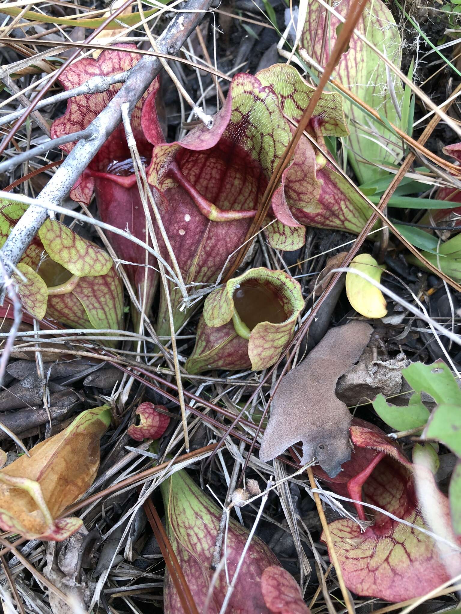 Image of Rosy Pitcherplant